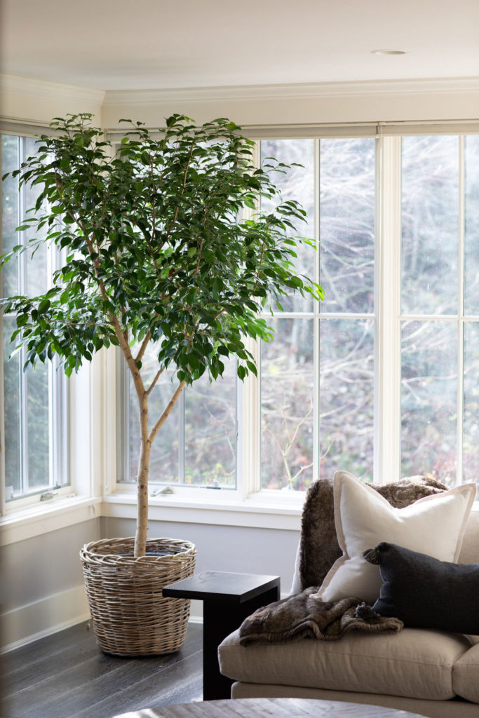 houseplant in corner of mercer island living room
